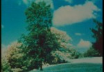 Tree Again, Kurt Kren, Austria, Colour, 4 minutes, 1978